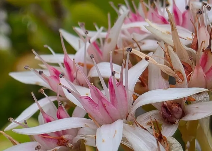 & Panoramic Olivars 3*